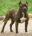 pit bull germany  69953085