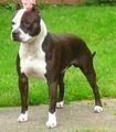 pit bull germany  69953092