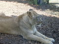 Thaha schönbrunn...xP 63148180