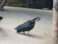 Thaha schönbrunn...xP 63150036