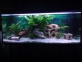 mein aquarium 70338373