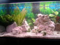 mein aquarium 74938276