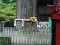 Japan ;D 72347800