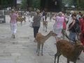 Japan ;D 72347829