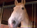 rEiTcLuB sTeYr (SwEet HoRsE) *grins* 61898632