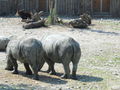 Ausflug in den Zoo 66541944