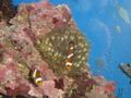 Meerwasseraquarium 34239301