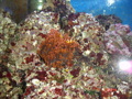 Meerwasseraquarium 34239336