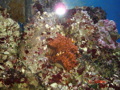 Meerwasseraquarium 34239380