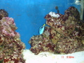 Meerwasseraquarium 34239604