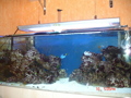 Meerwasseraquarium 34239775