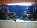 Meerwasseraquarium 34240121