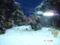 Meerwasseraquarium 34240201