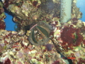 Meerwasseraquarium 34240212