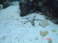 Meerwasseraquarium 34240234