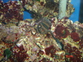 Meerwasseraquarium 34240251