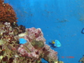 Meerwasseraquarium 34240284