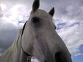 my horse ILY 62145356