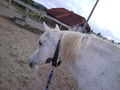 my horse ILY 62145430