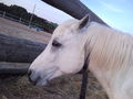 my horse ILY 62145513