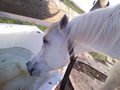 my horse ILY 62145560