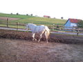 my horse ILY 62145617