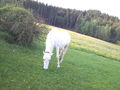 my horse ILY 62145765