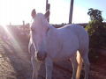 my horse ILY 62146190