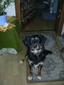 Mei Hund Buddy 2925639