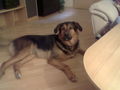 Mein Hund 62014655