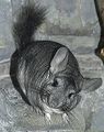 My Chinchilla 64264751