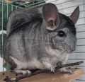 My Chinchilla 64264752