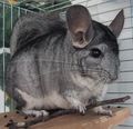 My Chinchilla 64264849