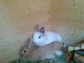 Verstorbener Hase & neuen Hasen 75011874