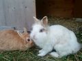 Verstorbener Hase & neuen Hasen 75011884