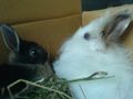 Verstorbener Hase & neuen Hasen 75011910