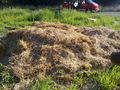 2010-07-09 Inspizierung Kotezicken 74113546