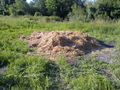 2010-07-09 Inspizierung Kotezicken 74113551
