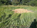 2010-07-09 Inspizierung Kotezicken 74113552
