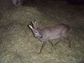 Unser Reh ``Bambi`` 63800186