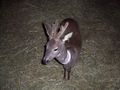 Unser Reh ``Bambi`` 63800272