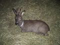 Unser Reh ``Bambi`` 63800375