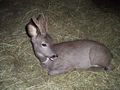 Unser Reh ``Bambi`` 63800492