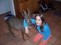 Unser Reh ``Bambi`` 63800595