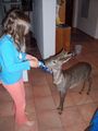 Unser Reh ``Bambi`` 63800781