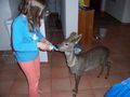 Unser Reh ``Bambi`` 63800823