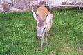 Unser Reh ``Bambi`` 63800902