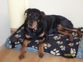 Bella  R.I.P. †  62836122