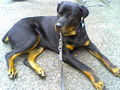 Tyson jetzt !!! 66879957