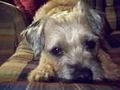 Border Terrier 71454356